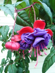 fuchsia