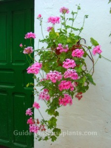 geranium hanging basket, ivy leaf geranium, climbing geraniums