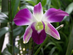 caring for orchids, orchid care instructions
