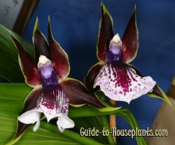 zygopetalum, zygopetalum orchid