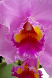 cattleya orchids, care of orchids