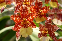 oncidium orchid, care of orchids