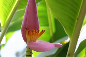 banana plant flower
