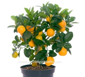 calamondin, calamondin orange, calamondin orange tree