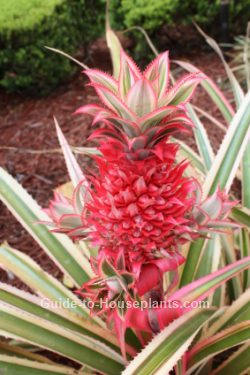growing pineapple plants, starting a pineapple plant, pineapple plants, pineapple plant care