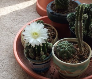 cactus dish garden, succulent gardens