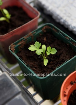 starting seeds indoors, seedlings, starting seeds