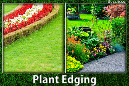 plant edging