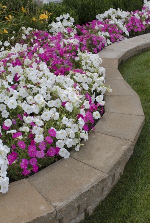 Flower Bed in Backyard