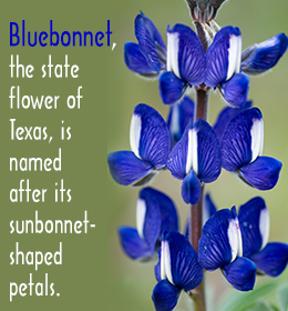 Fact about the Texas state flower (Bluebonnet)