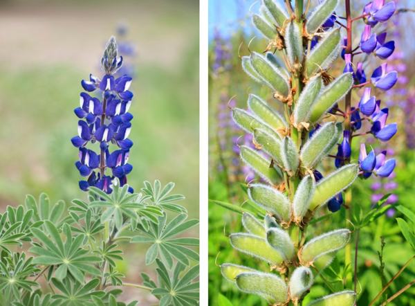 Seedpod Bluebonnet Flower Spike