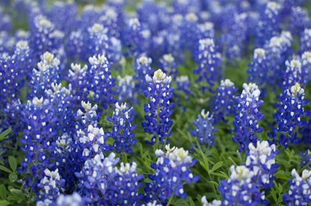 Bluebonnets Flowers