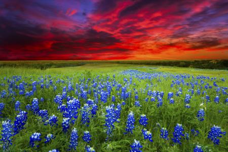 Bluebonnet Trail