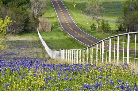 Bluebonnet Growing On Roadside