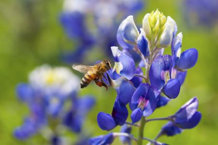 Bee On Bluebonnet Flower.
