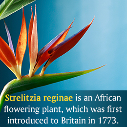 Fact about Strelitzia reginae flower plant