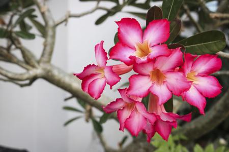 Adenium obesum