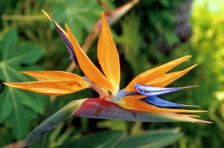 Strelitzia reginae