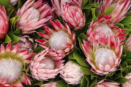 Protea cynaroides