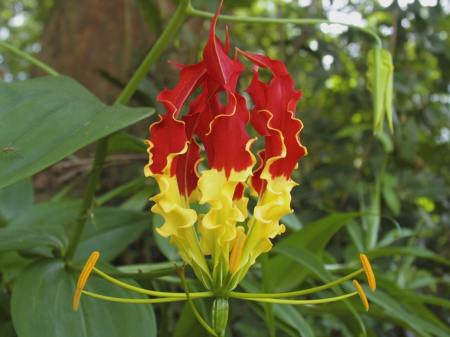 Gloriosa superba