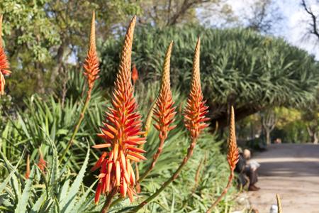 Aloe arborescens