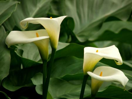 Zantedeschia aethiopica