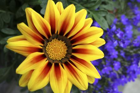 Gazania rigens