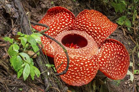 Rafflesia arnoldii