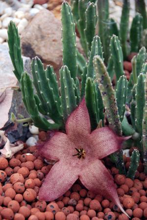 Stapelia gigantea