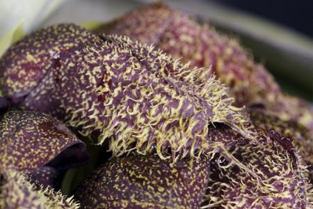 Bulbophyllum phalaenopsis