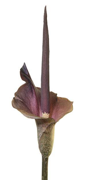 Amorphophallus titanum