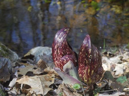 Symplocarpus foetidus