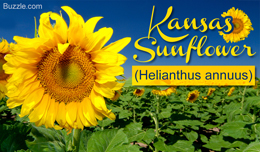 State flower of Kansas - sunflower