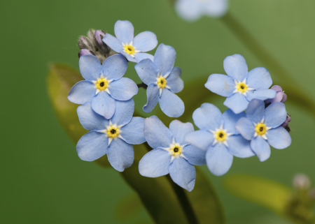 blue myosotis