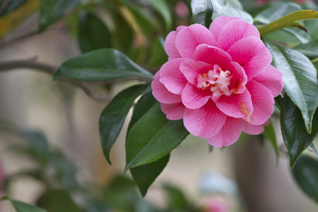 pink camellia