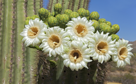 saguaro blossom