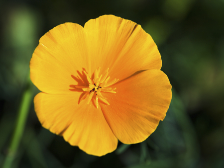 eschscholzia flower