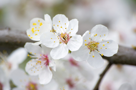 apple blossoms in spring