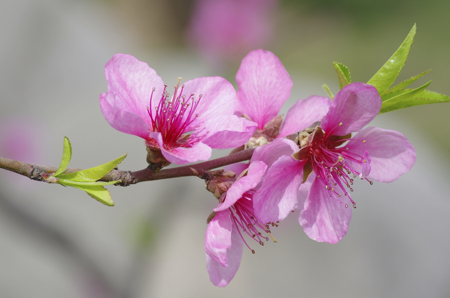 peach blossom