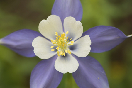 columbine wildflower