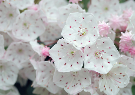 mountain laurel close up