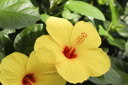 yellow hibiscus