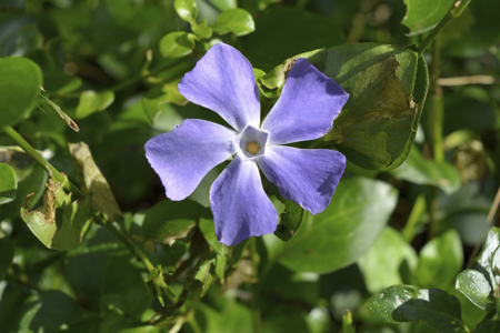 violet flower closeup