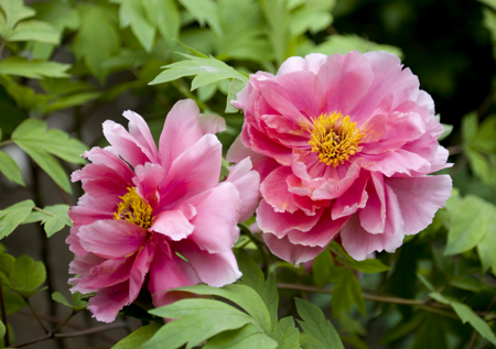 pink peony