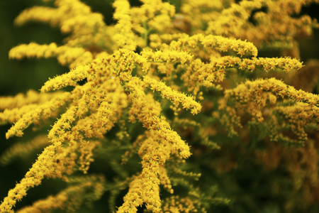 scanada goldenrod