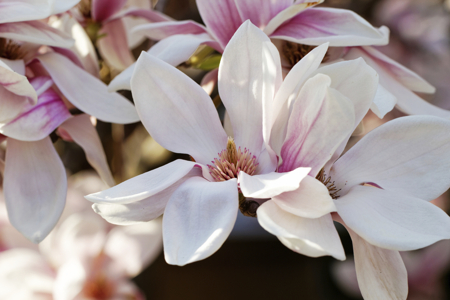 magnolia tree