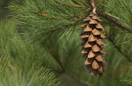 pine tree cone