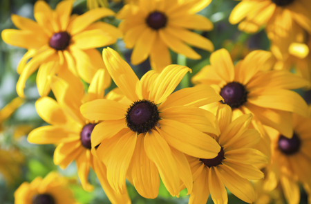 eyed susan flowers