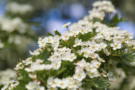 blooming hawthorn