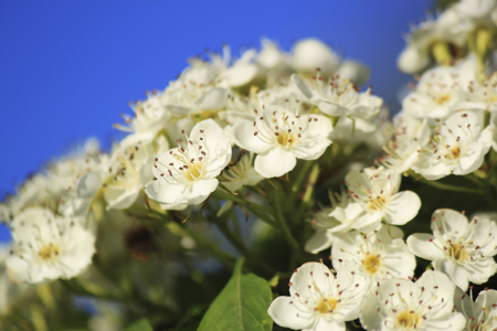 white spring flowers